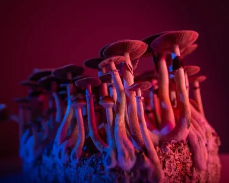 On Drugs by the Philosopher: A Philosophical Guide into Psychedelics